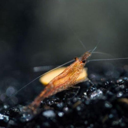 Wild Type Dwarf Shrimp 10+ Pack
