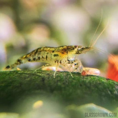 Wild Type Dwarf Shrimp 10+ Pack