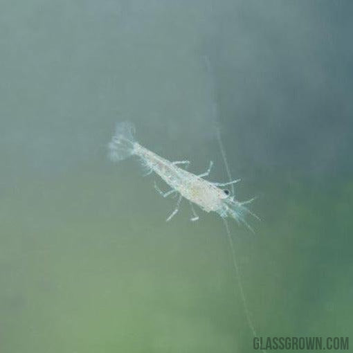 Wild Type Dwarf Shrimp 10+ Pack