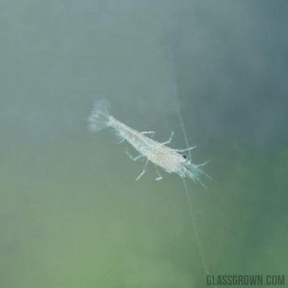 Wild Type Dwarf Shrimp 10+ Pack