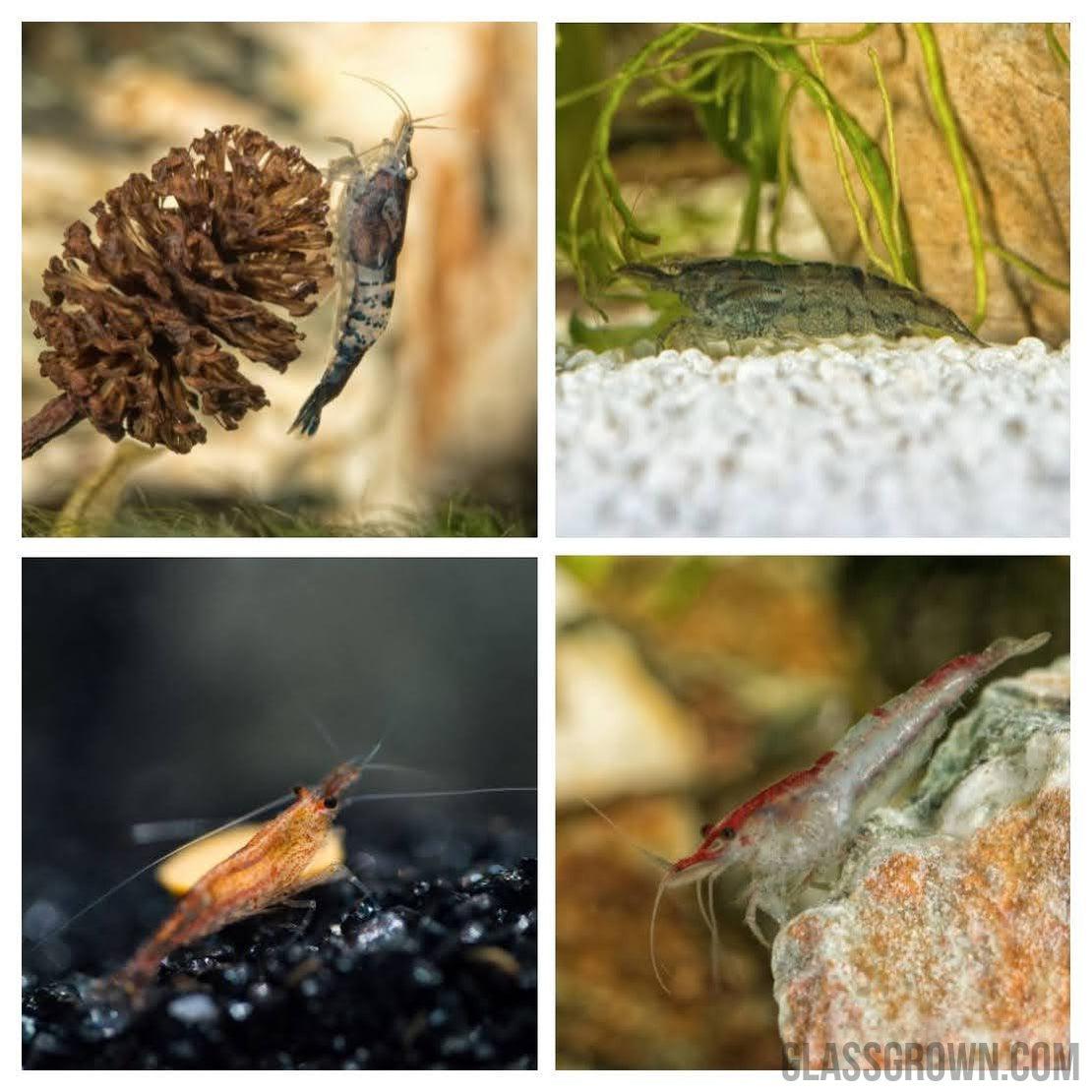 Wild Type Dwarf Shrimp 10+ Pack