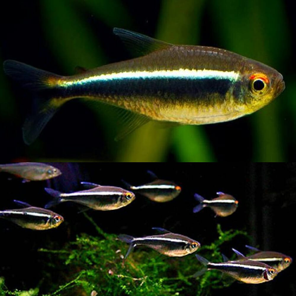 Black Neon Tetra Pack Of 6