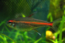 Glow Light Tetra