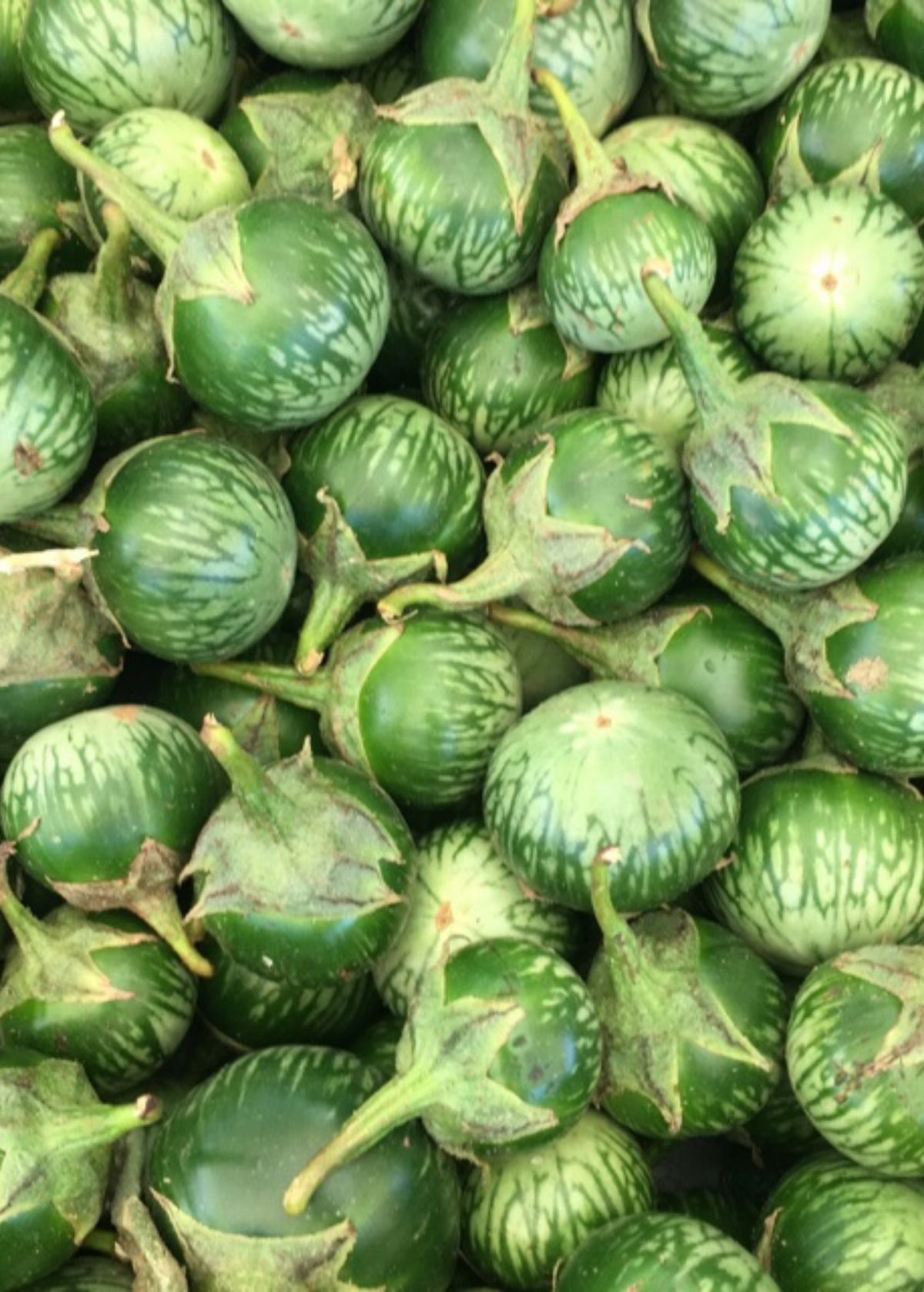 Thai Eggplant Fruit - Small Round Green with White Stripes, Solanum melongena, Edible Vegetable for Cooking and Salads