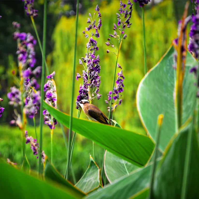 Live Thalia dealbata Water Canna | Hardy Aquatic Marginal Pond Plant | Blue Flower Spike | Bareroot Perennial