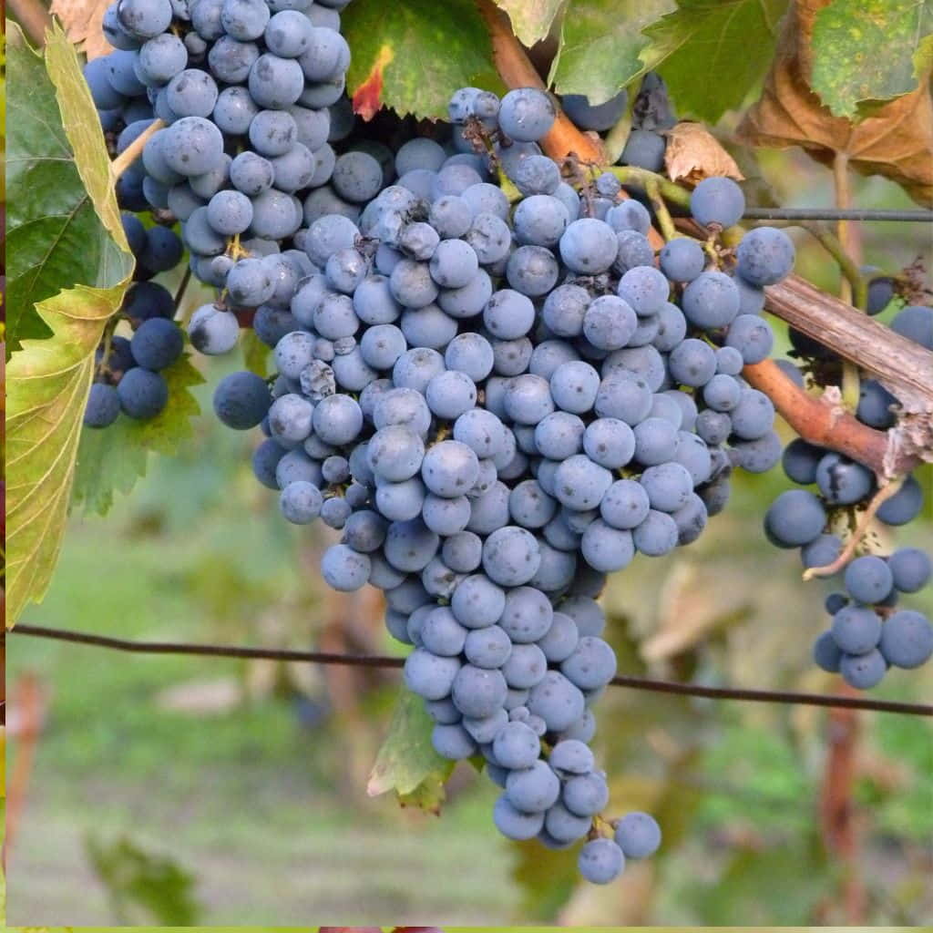 Grape Vine Cuttings 5pcs Thomcord Seedless Vitis vinifera Hybrid for Home Garden, Fruit Propagation