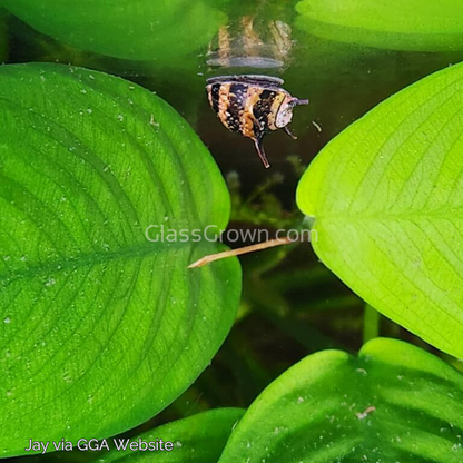 Three-Color Horned Nerite Snail 3 Pack