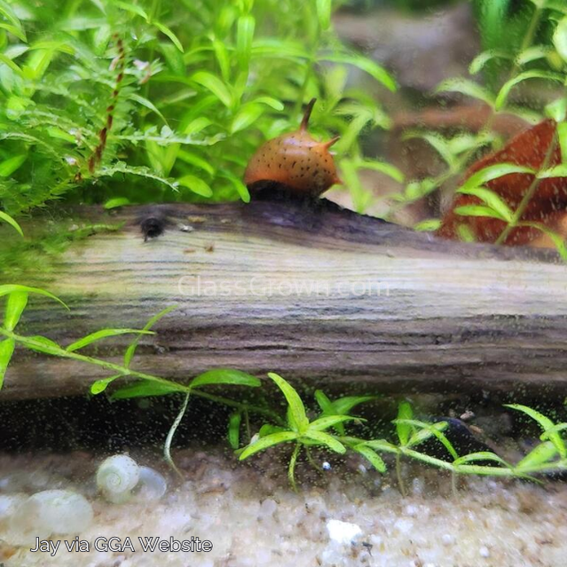 Three-Color Horned Nerite Snail 3 Pack