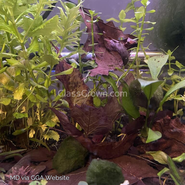 Three-Color Horned Nerite Snail 3 Pack