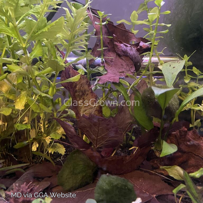 Three-Color Horned Nerite Snail 3 Pack