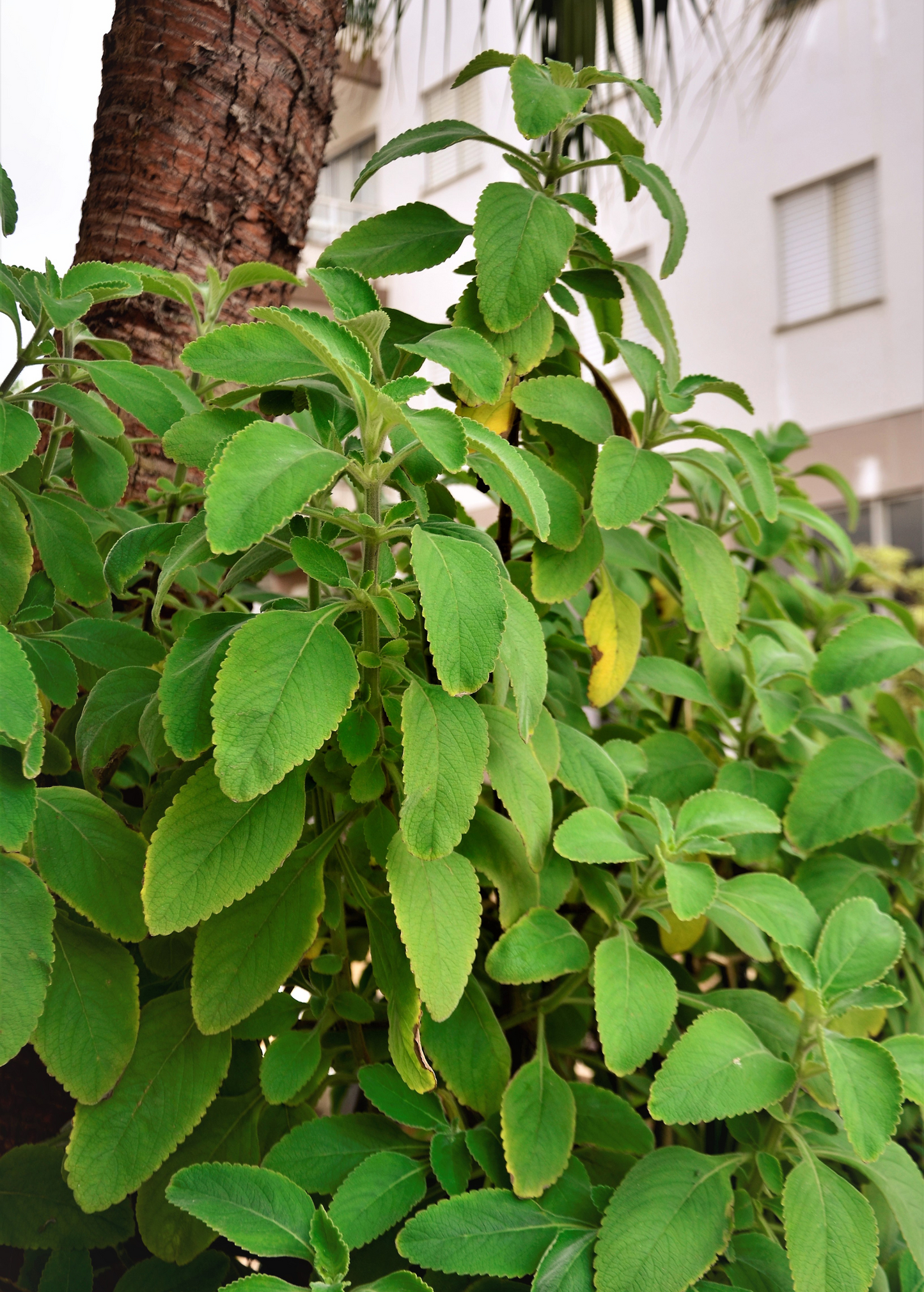 Toilet Paper Plant Herb - Plectranthus barbatus, Blue Spur Flower, Medicinal & Ornamental Herb