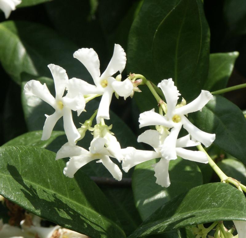 Organic Live Star Jasmine Cuttings - Trachelospermum jasminoides Fragrant Vine for Garden, Trellis, Fence