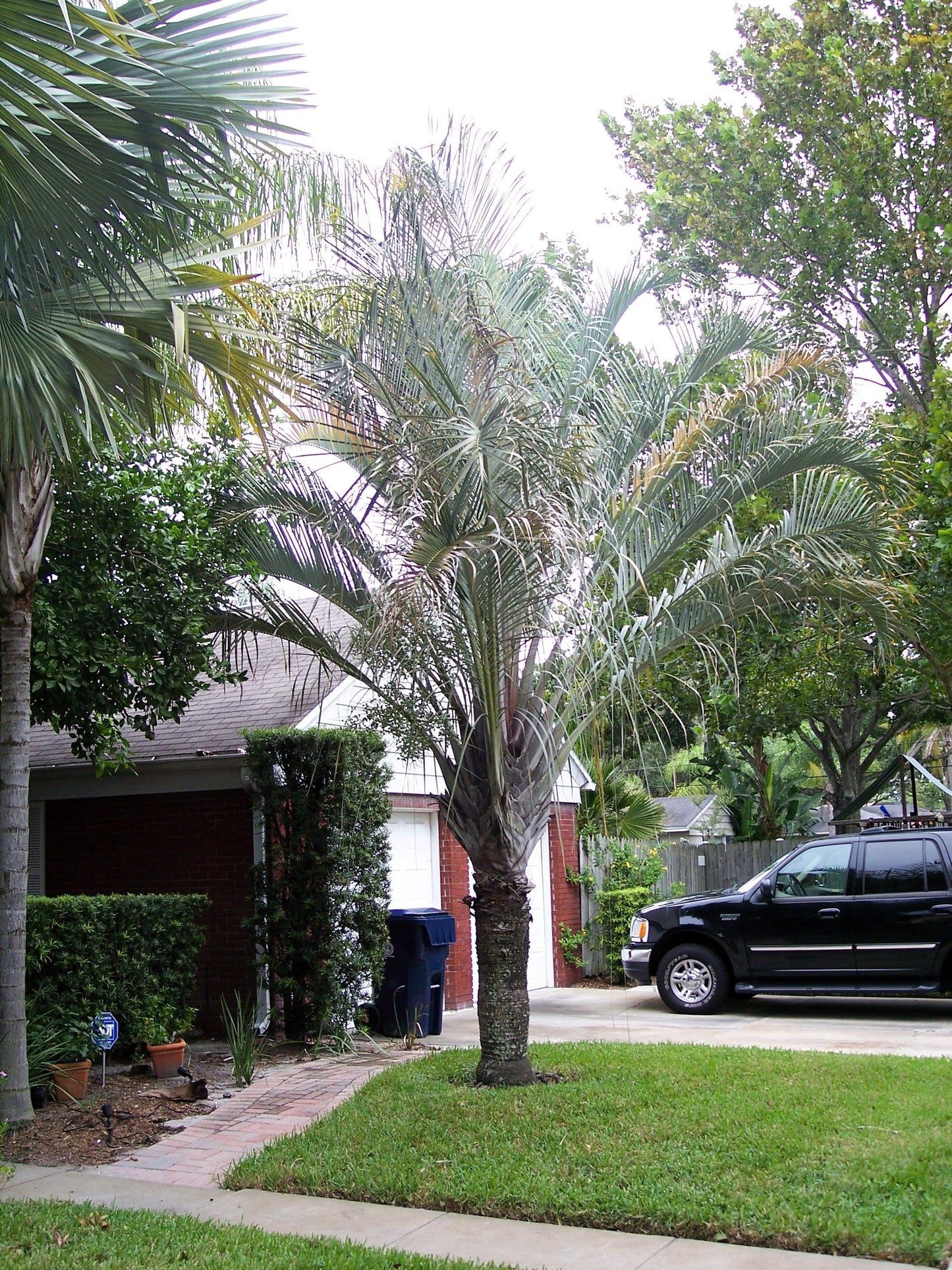 10 TRIANGLE PALM TREE Dypsis Decaryi Rare Tropical from Madagascar Seeds