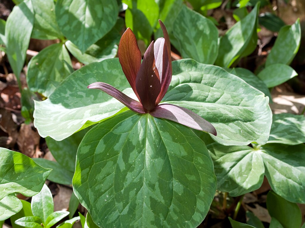 Purple Toad Trillium Bulbs, Sweet Betsy, Trillium cuneatum, Woodland Wildflower, Shade Garden Native Perennial, Spring Blooming Plant