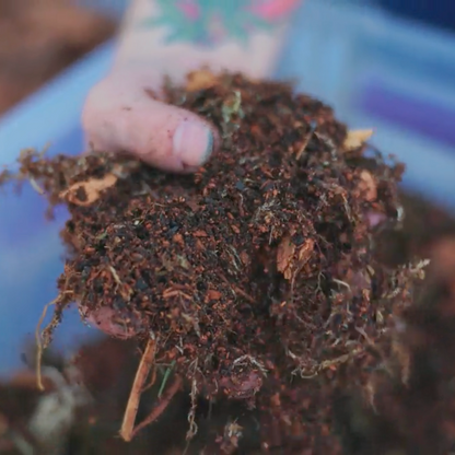 Tropicalbase Terrarium Mix Bioactive Ready To Use