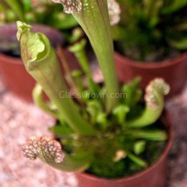 Trumpet Pitcher Carnivorous Plant