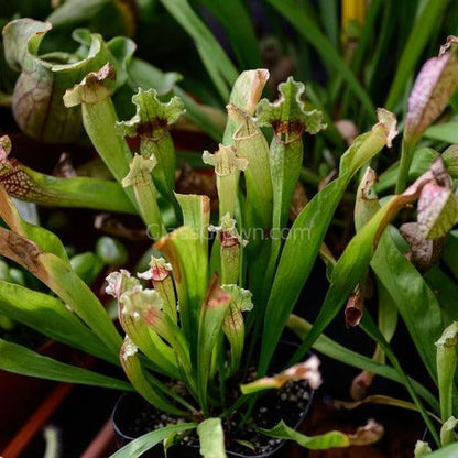 Trumpet Pitcher Carnivorous Plant