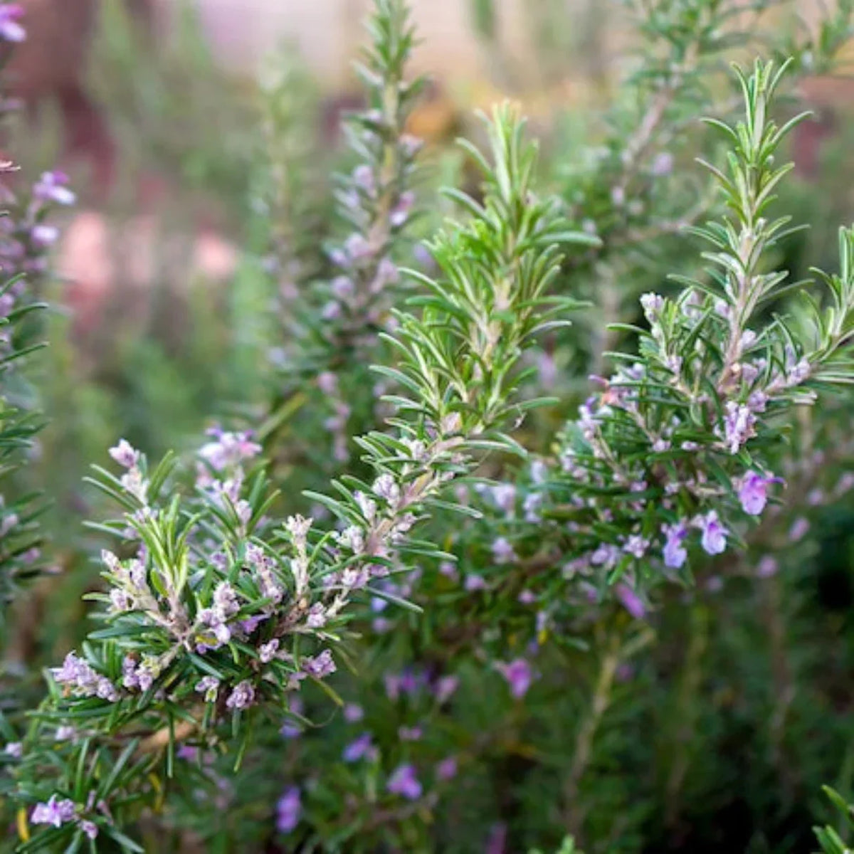 Organic Rosemary ‘Tuscan Blue’ Live Starter Plant, Aromatic Culinary Herb, Mediterranean Variety, Drought-Tolerant, Perennial