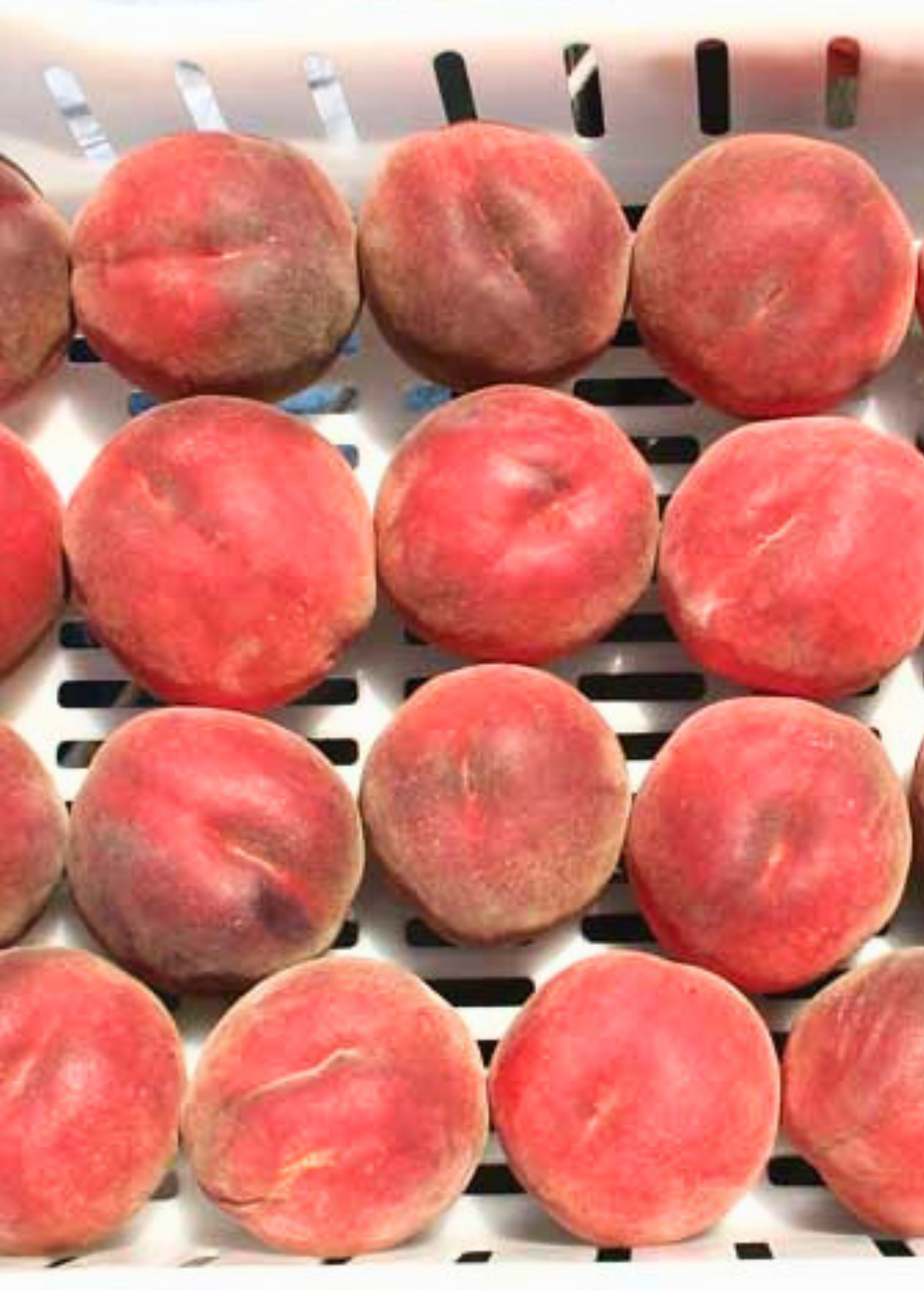 Peach Tree UF One Grafted, Early Season, Low Chill, Prunus persica, Southern Climate Suitable