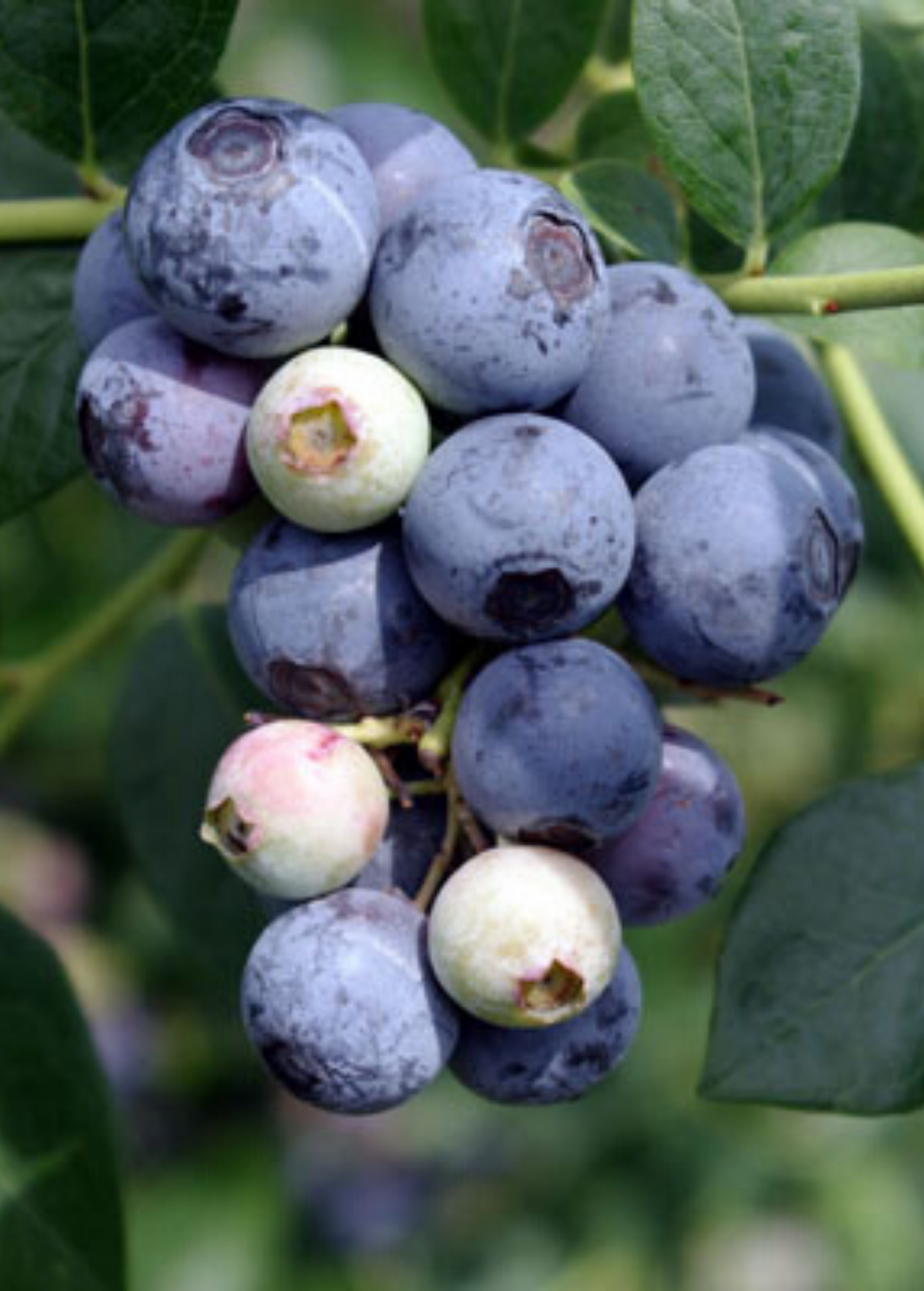 Blueberry Sweetcrisp Fruit Bush - Vaccinium corymbosum, Low Chill, Sweet & Crunchy, Southern Highbush