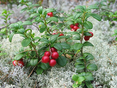 Lingonberry Rhizomes 4 Pack – Vaccinium vitis-idaea Edible Berry Plants for Cold Climates, Groundcover & Containers