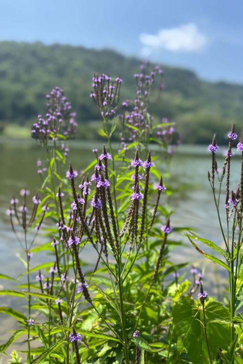 Verbena hastata Seeds - Blue Vervain Native Perennial Wildflower for Pollinator Gardens, Meadow, Prairie, Wetland (100 Seeds)