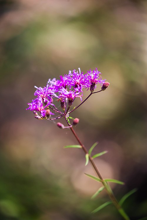 100 Vernonia angustifolia Seeds - Tall Ironweed Native Perennial Wildflower for Pollinator Gardens & Natural Landscapes
