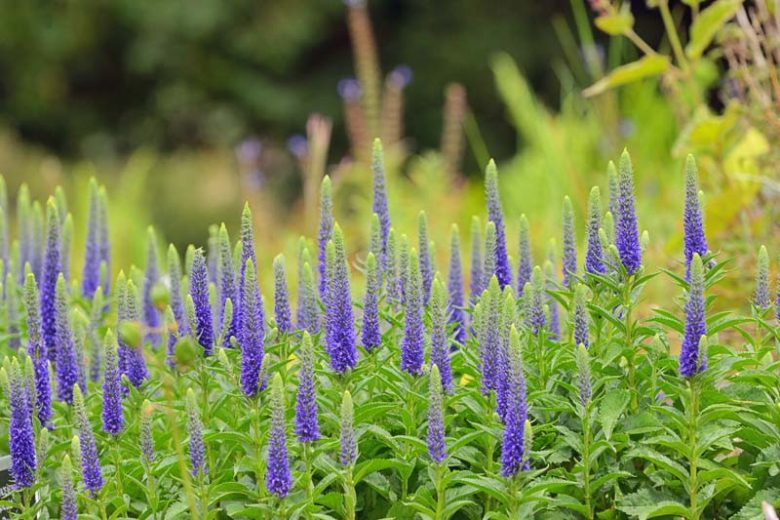 Live Veronica spicata 'Royal Candles' Perennial in 1 Pint Pot - Deep Blue Flower Spikes for Borders & Pollinators