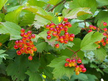 Viburnum opulus Live Bare Root Starter Plant | Guelder Rose | European Cranberrybush | Flowering Shrub | Hardy Ornamental Plant