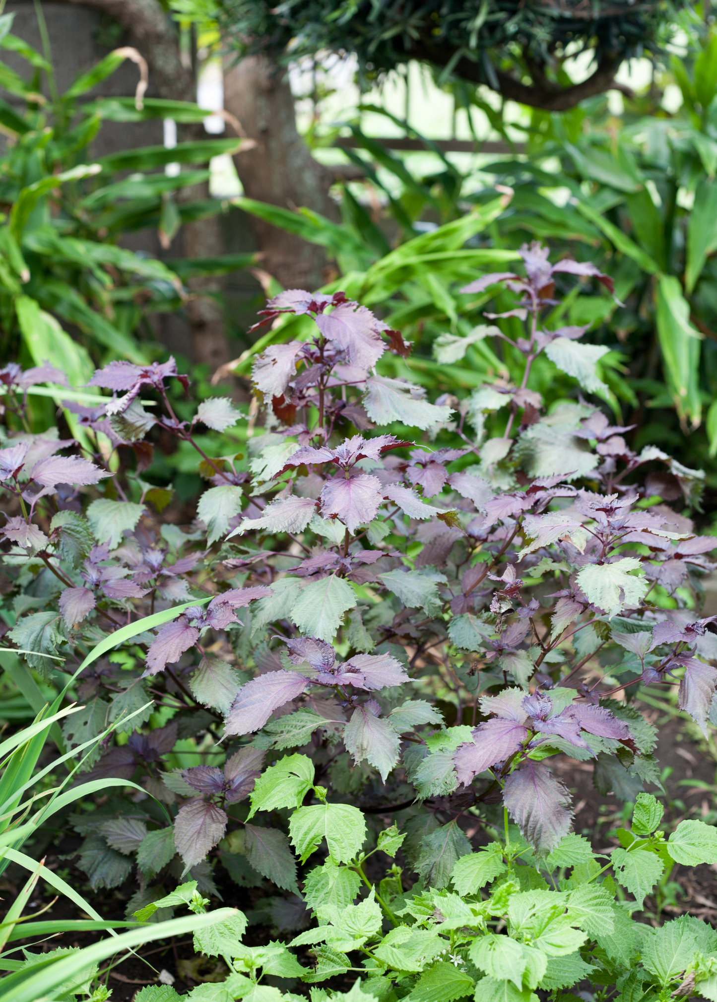 Vietnamese Perilla Herb Live Plant - Perilla frutescens var. crispa, Aromatic Culinary Herb, Purple-Green Foliage