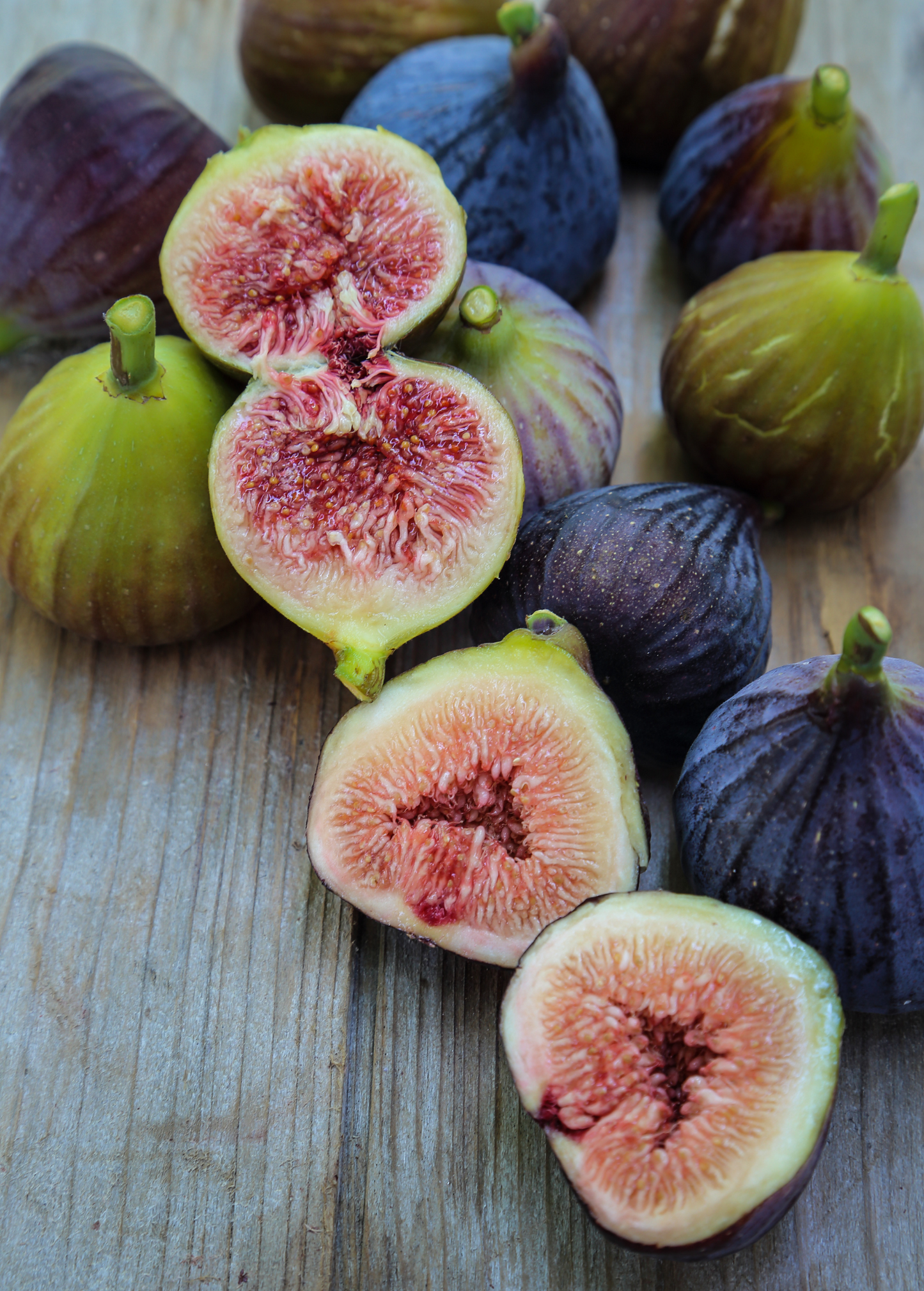 Fig Plant Violette de Bordeaux Ficus carica Compact Dwarf Heirloom Edible Fruit
