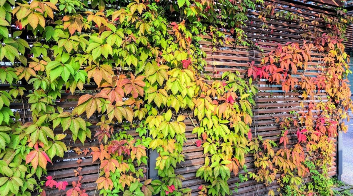 Virginia Creeper Live Rooted Cuttings – Parthenocissus quinquefolia, Climbing Vine, Fast-Growing Wall Cover, Fall Foliage, Hardy Perennial