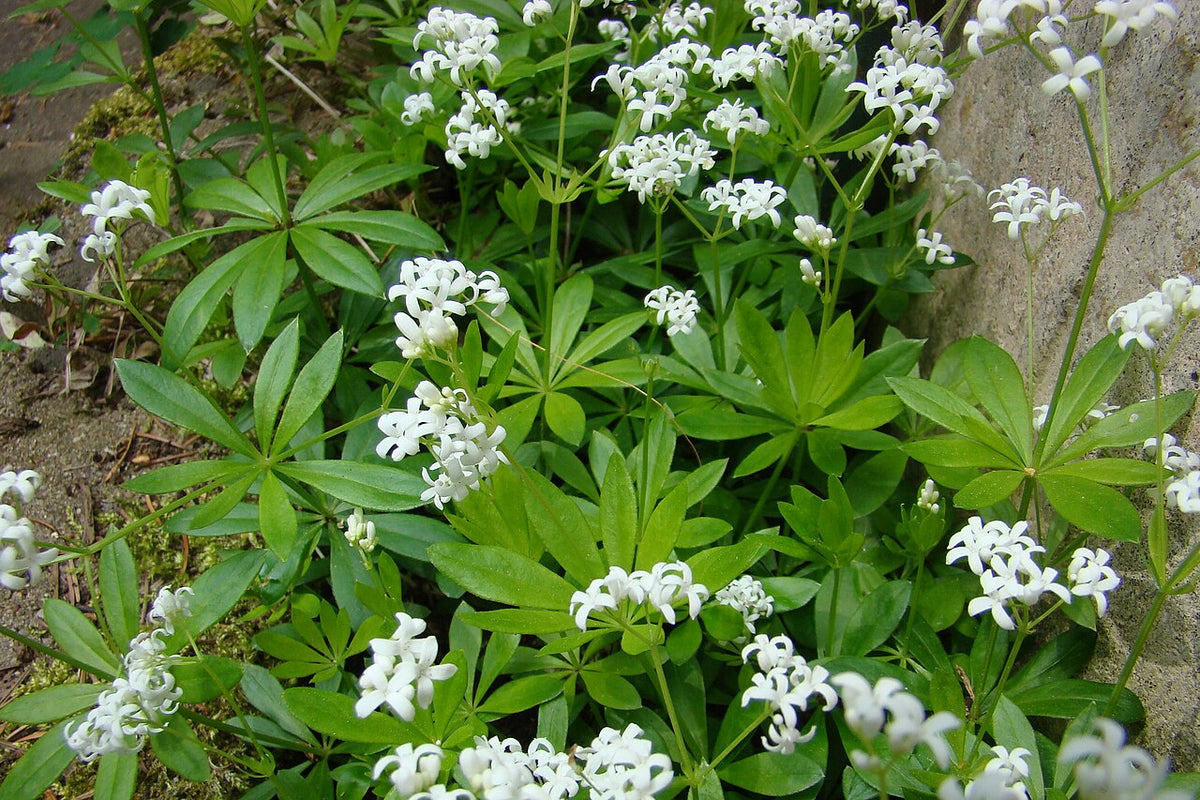 Sweet Woodruff Live Plant Starter – Fragrant Groundcover for Shady Gardens, Woodland Perennial, Galium odoratum