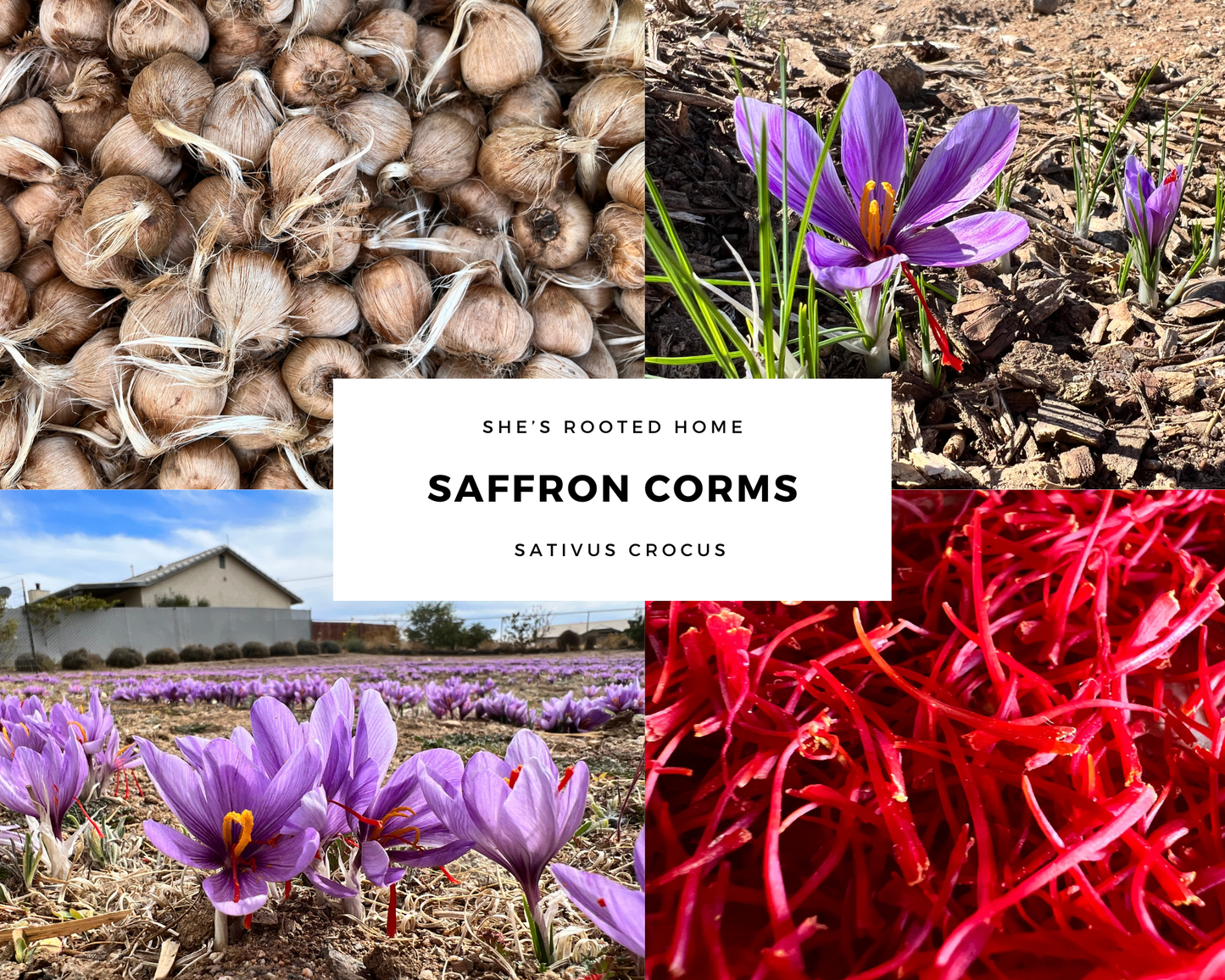Try Saffron – 12 Large Corms