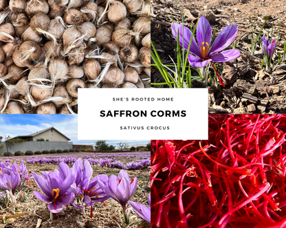 Try Saffron – 12 Large Corms