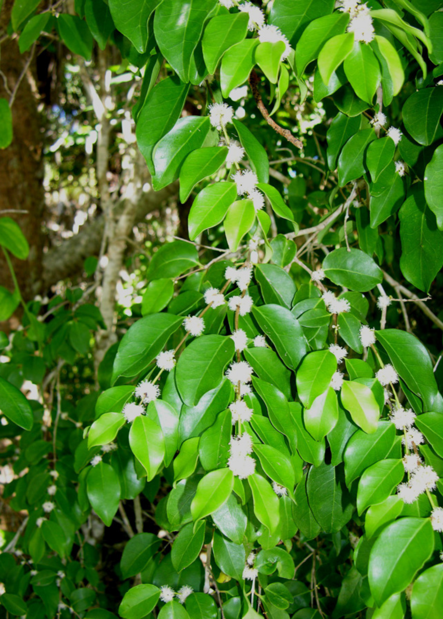 White Berry Stopper Shrub, Native Florida Eugenia axillaris, Drought-Tolerant Evergreen Hedge, Wildlife-Friendly Coastal Plant