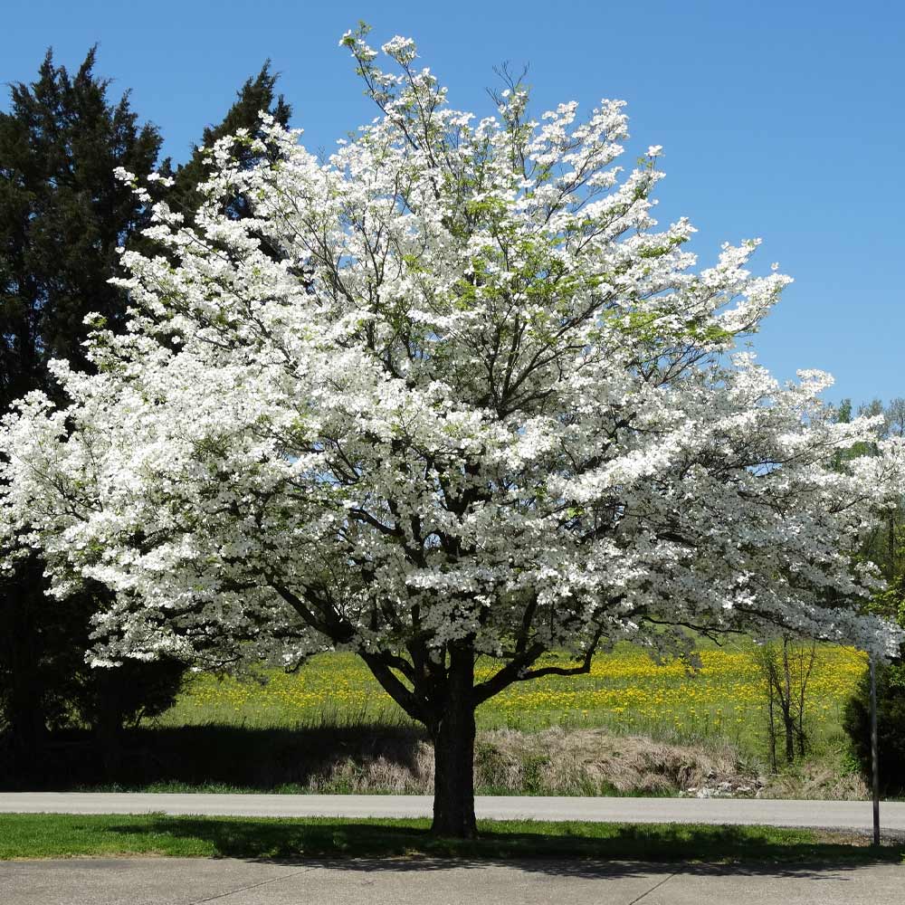 American White Dogwood Cuttings 12 Unrooted Cornus florida Grafting & Rooting Stems for Propagation