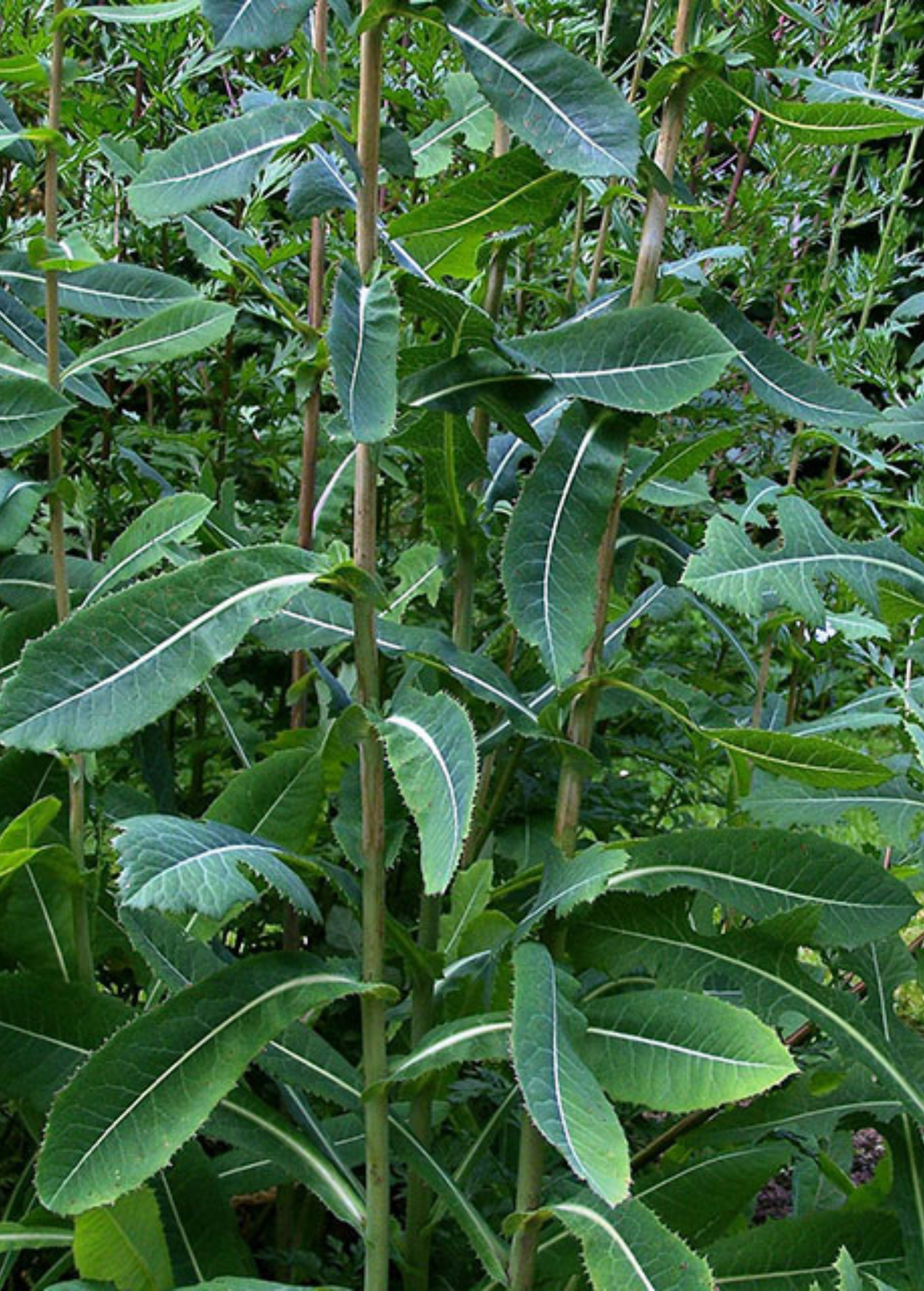 Wild Lettuce (Lactuca virosa) Herb Plant, Medicinal, Opium Lettuce, Herbal Supplement