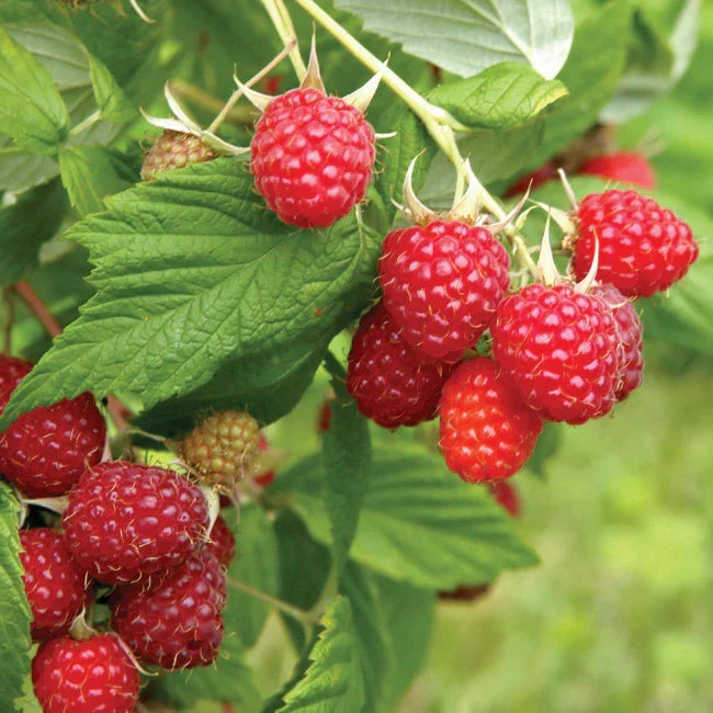 Caroline Everbearing Raspberry Plant Bare Root – Large Red Berries, Hardy Fruit Bush, Fall-Bearing, Edible Landscape, Seedling