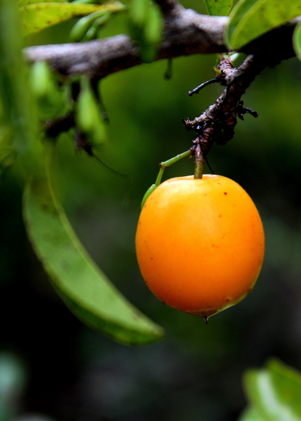 Ximenia Americana Shrub with Edible Yellow Fruit, Medicinal Plant, Drought-Tolerant, Tropical and Subtropical Climate