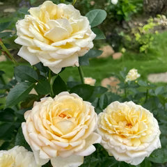 Super Rare Golden Yves Piaget Rose Cuttings – Vibrant Yellow Floribunda, Unrooted for Grafting or Propagation, Rosa ‘Yves Piaget’
