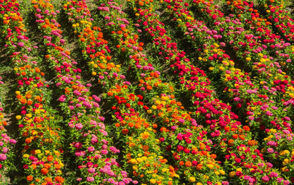 250 Mixed Colors Common GARDEN ZINNIA Elegans Flower Seeds