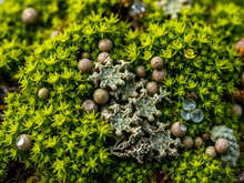 Live Lichen & Moss Covered Wood Sticks – 6-12 Inches, Natural Terrarium Decor, Fairy Garden Supplies, Reptile Habitat Wood