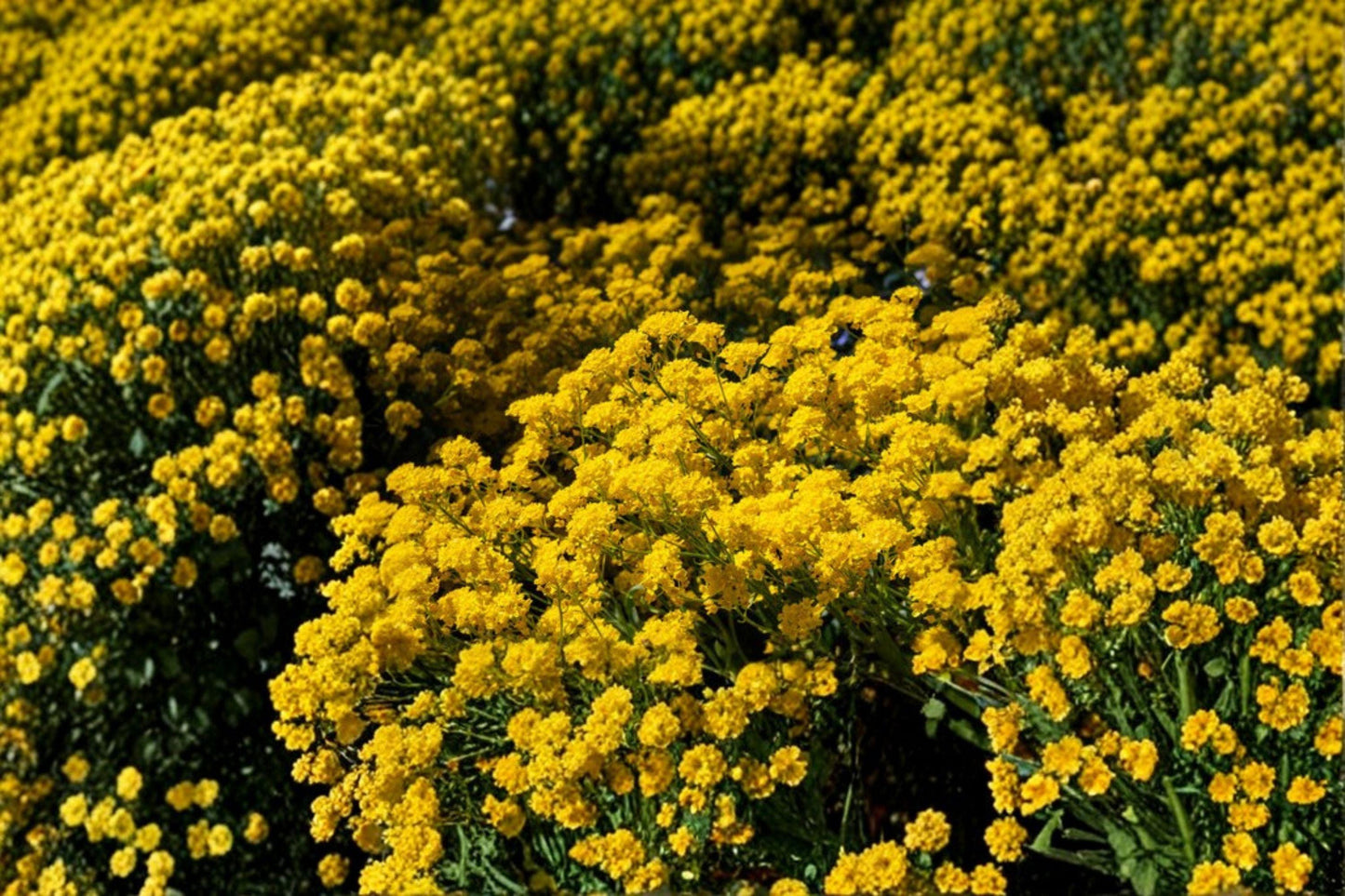 Basket of Gold Seeds, Alyssum saxatile, Hardy Perennial, Yellow Rock Garden Flower, Low-Growing, Full Sun, Well-Drained Soil