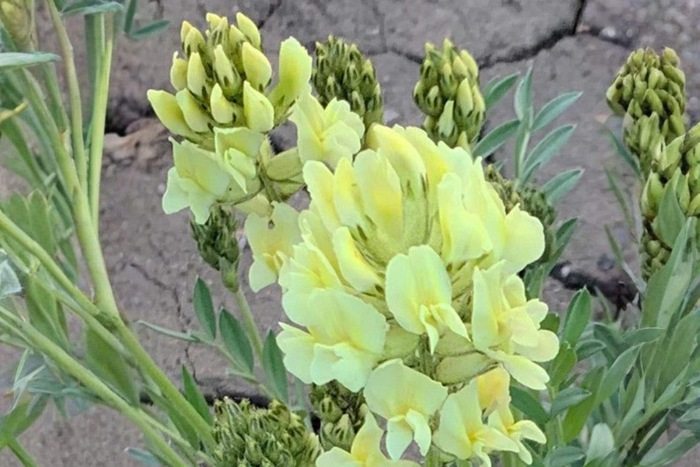 Silky Locoweed Seeds – Oxytropis sericea – Native Prairie Wildflower – Drought Tolerant Perennial Plant Seeds