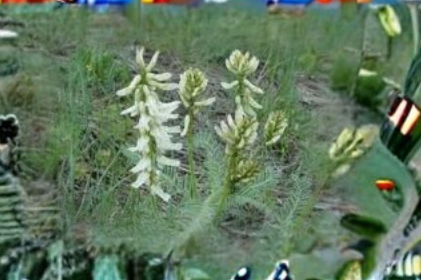 Astragalus drummondii Woolly Milkvetch Seeds – Native Perennial for Dry Landscapes, Drought Tolerant, Well-Drained Soils
