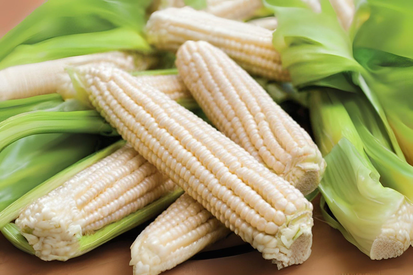 Silver Queen Hybrid Sweet Corn Seeds – High-Yield, White Kernels, Zea mays, for Fresh, Grilling & Freezing