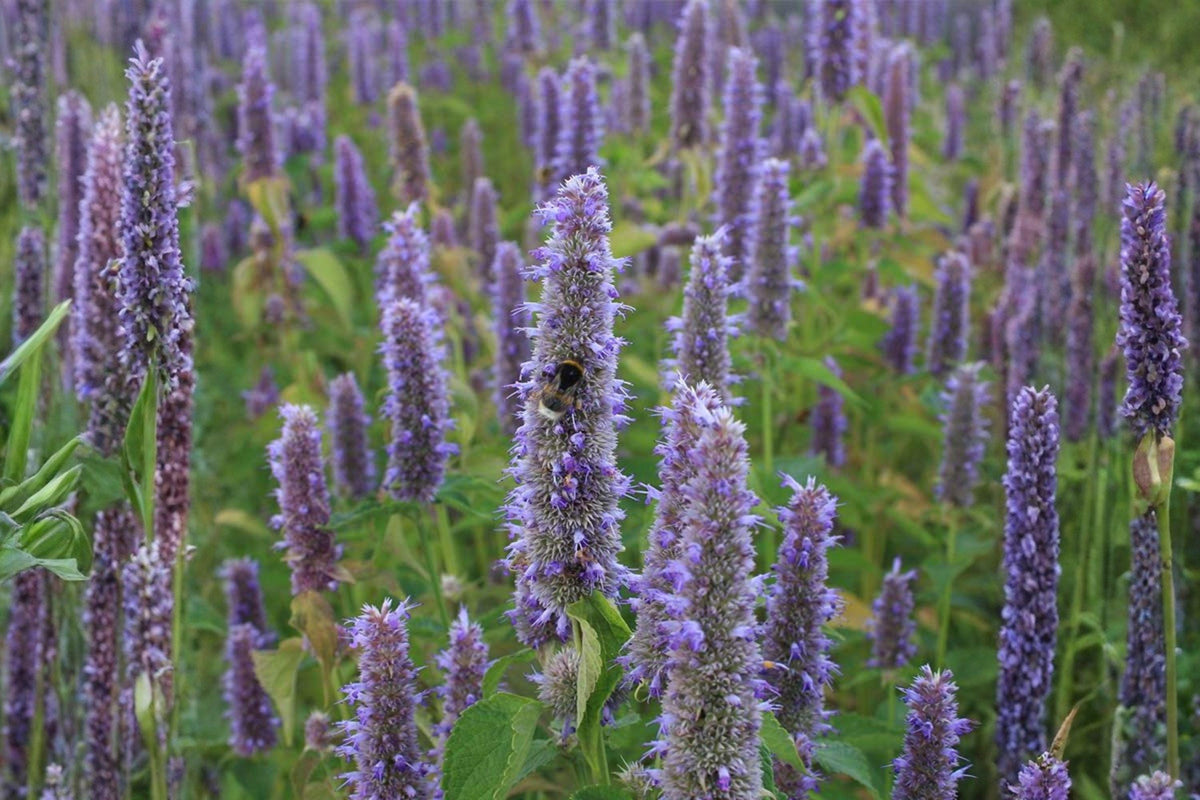 100 Anise Hyssop Seeds – Agastache foeniculum – Native Pollinator Herb – Blue Giant Hyssop for Bees & Butterflies