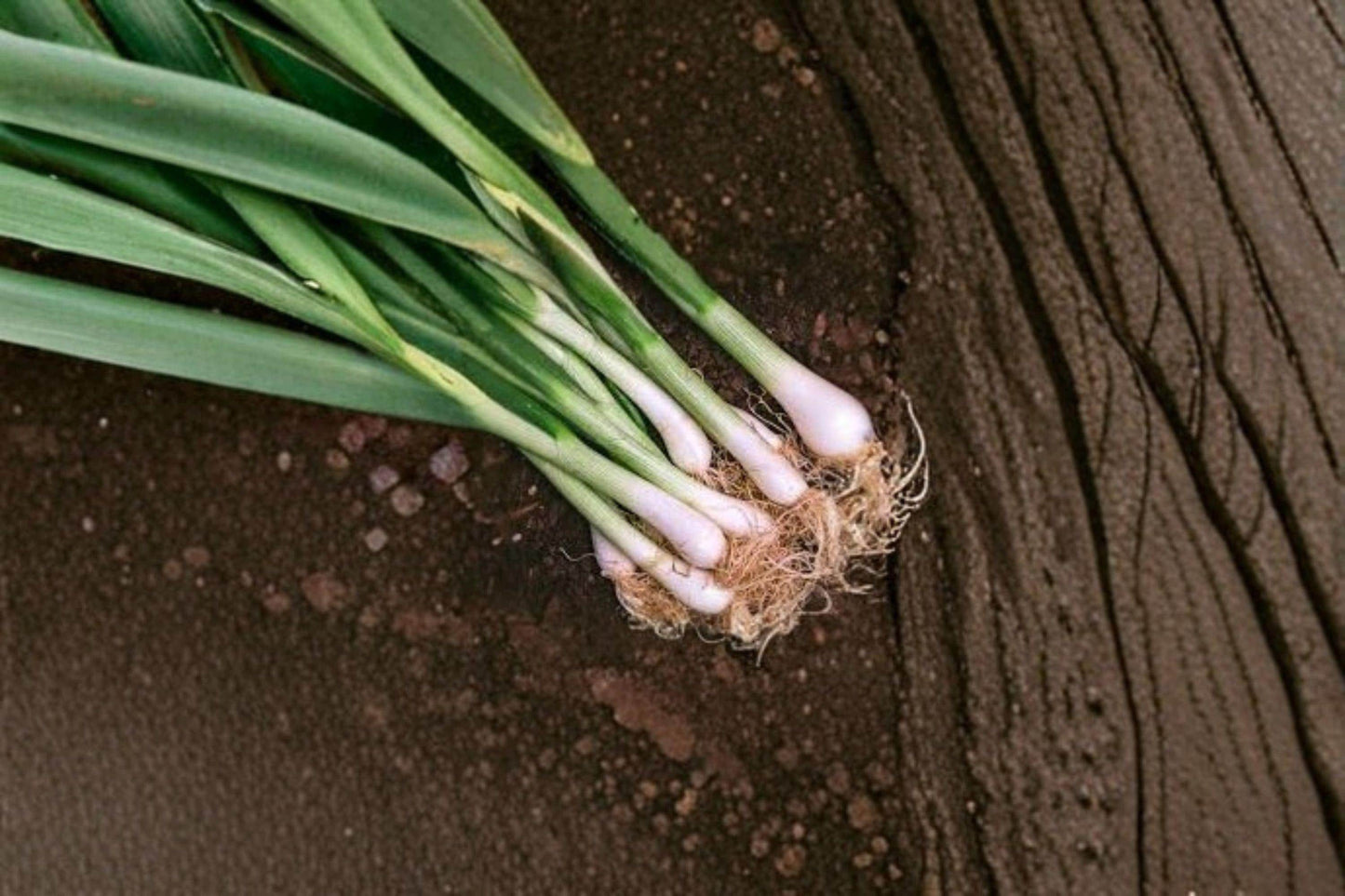 Onion Evergreen Bunching Seeds – Non-Bulbing Heirloom Allium Fistulosum for Salad, Soup & Garnish