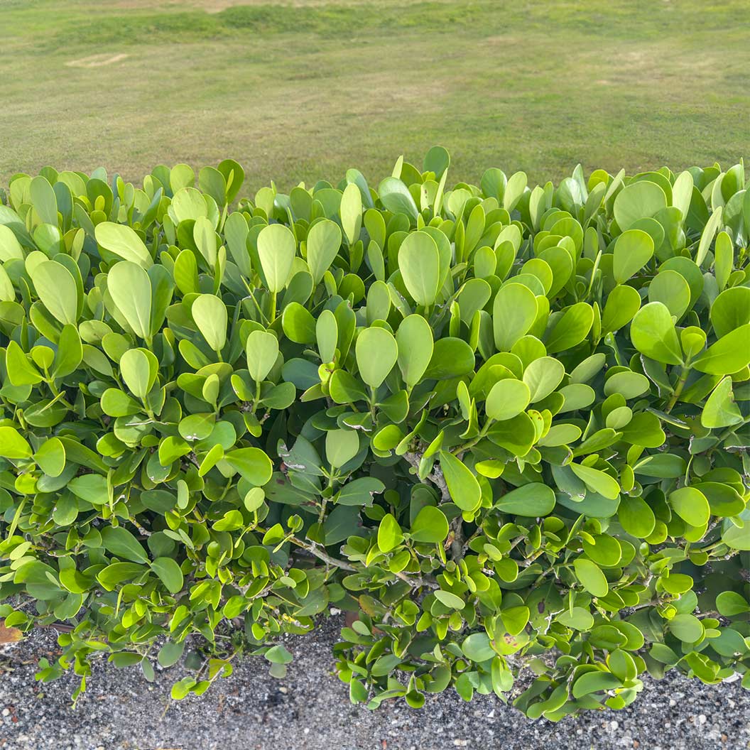 Bare Root Clusia Rosea Plants – Autograph Tree for Hedges, Indoor & Outdoor, Tropical Evergreen, Air Purifying Houseplant, Set of 5